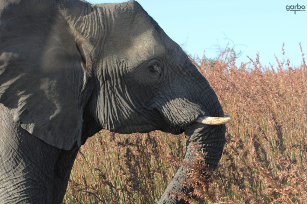 Elephant, South Africa