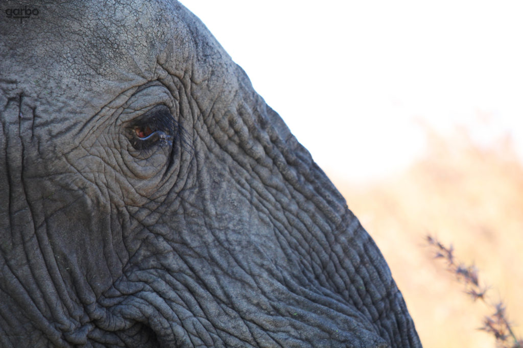 Elephant matriarch, South Africa