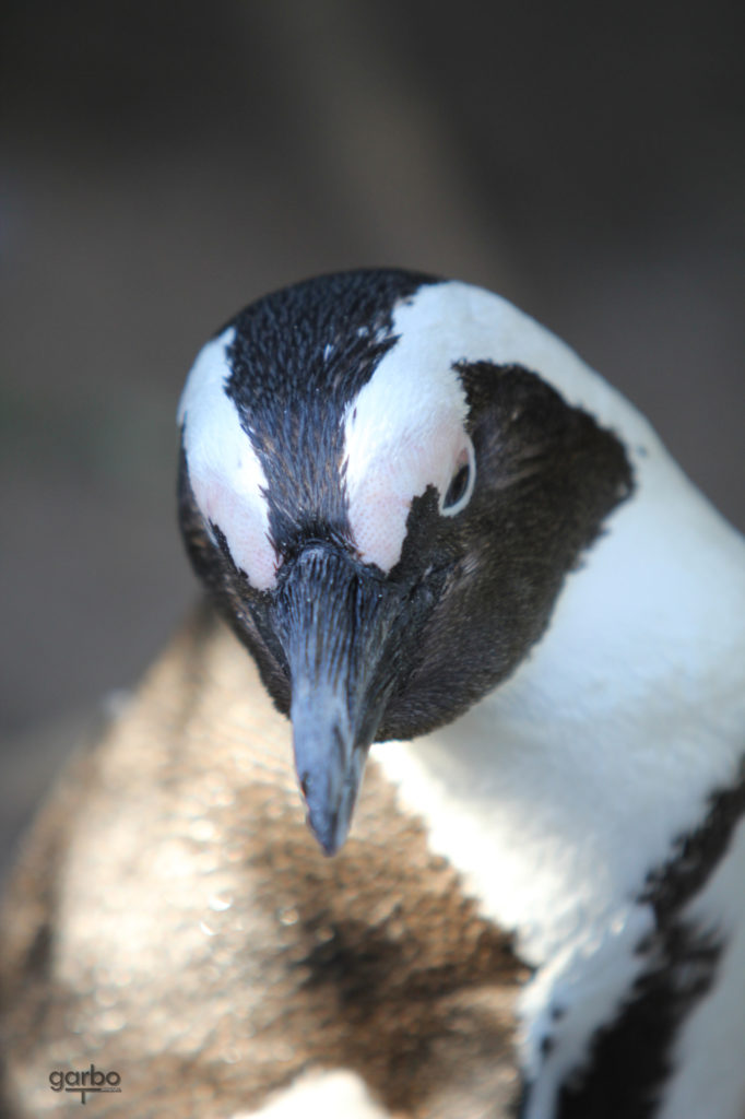 Penguin portrait, South Africa