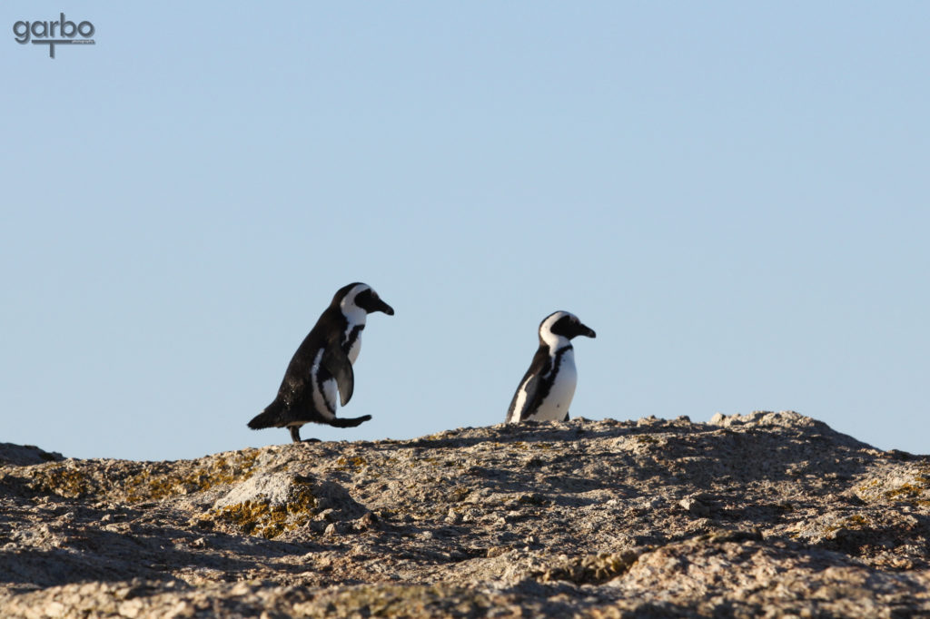 Penguin march, South Africa