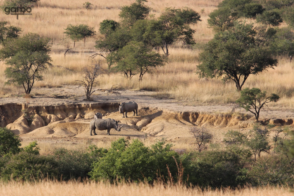 Black rhinos, South Africa