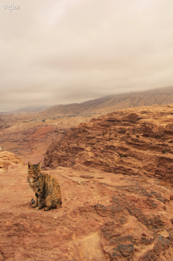 Wild cat, Petra