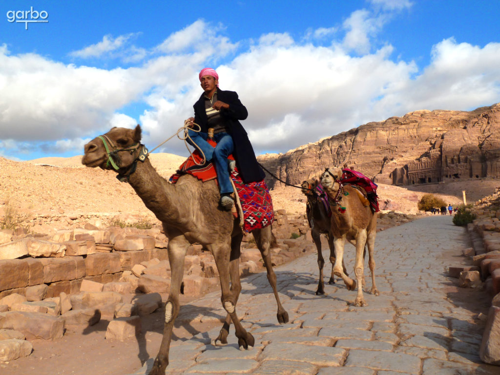 Camels, Petra