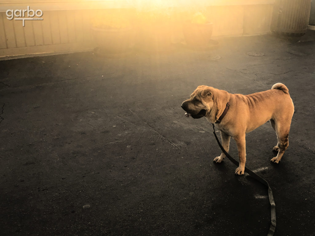 Shar Pei