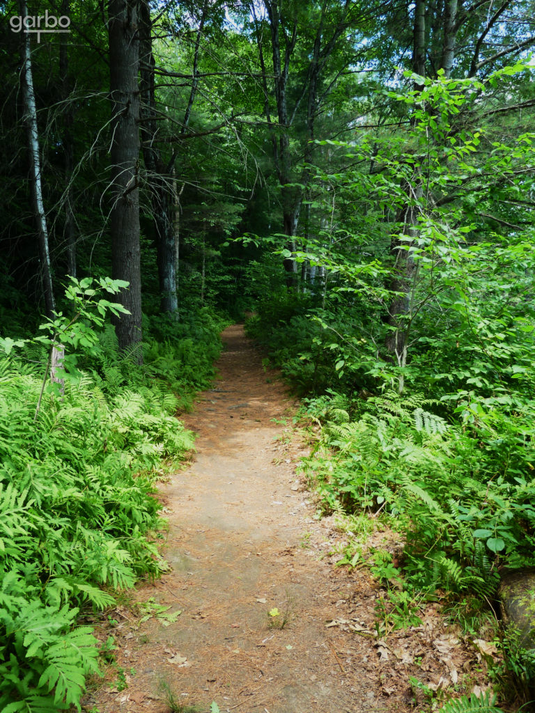 path through the trees