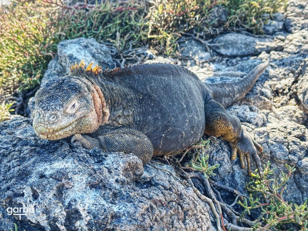 iguana