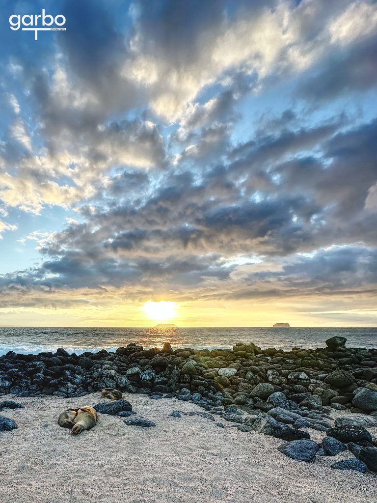 sunset with sea lions