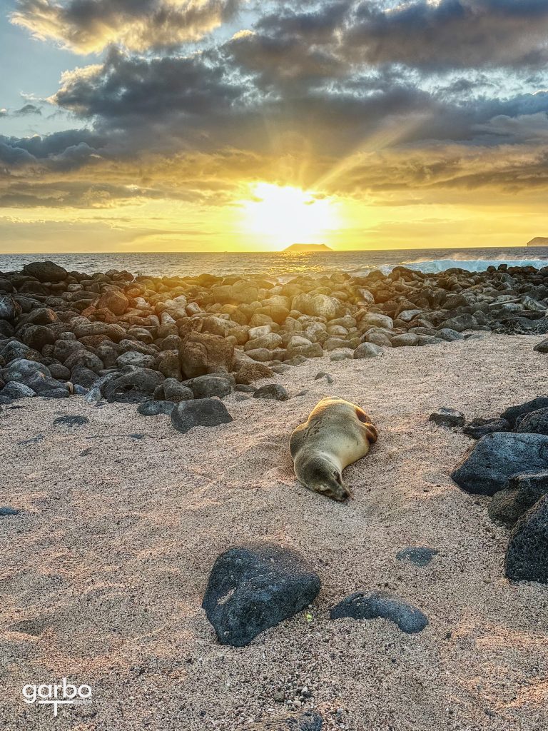 sunset with sea lion