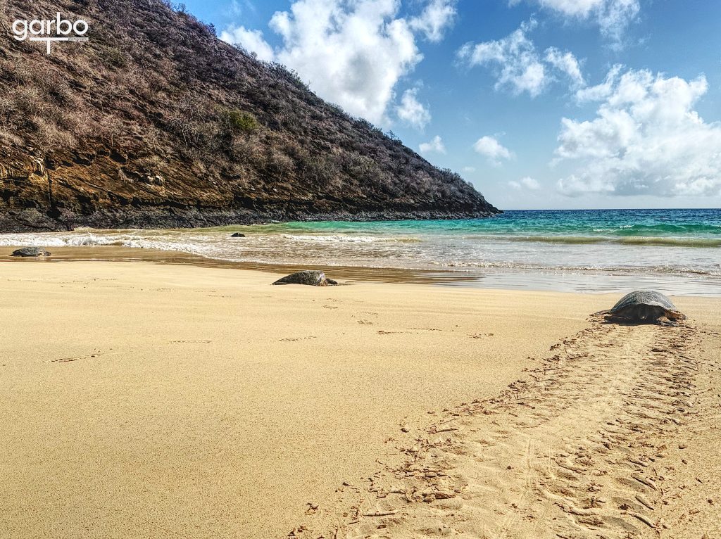 Sea Turtles, Galapagos Islands